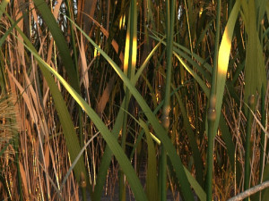 wetlands 3D Model