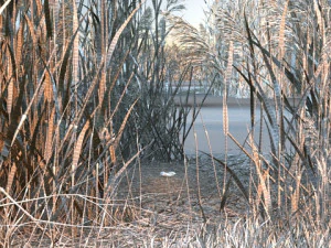 wetlands 3D Model