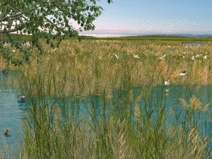 wetlands 3D Model