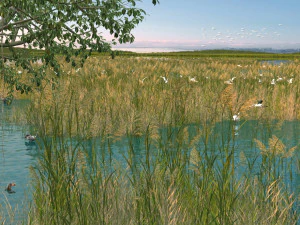 tereny podmokłe Model 3D