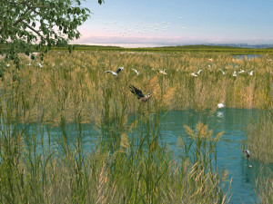 wetlands Modèle 3D