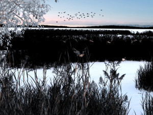 wetlands Modèle 3D