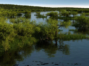 tereny podmokłe Model 3D