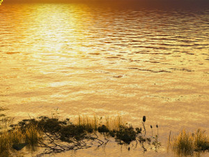 wetlands 3D Model