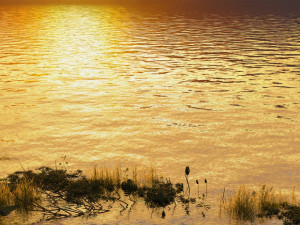 wetlands 3D Model