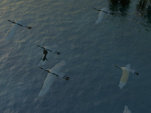 egret 3D Model