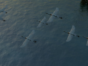 egret 3D 模型