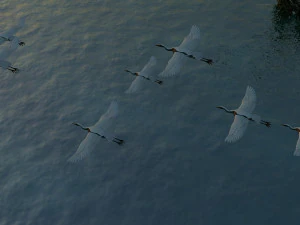 egret 3D Model