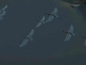 egret 3D Model