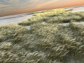 reed 3D Model