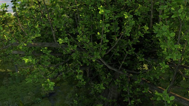rainforest Modello 3D .c4d .max .obj .3ds .fbx .stl .blend 