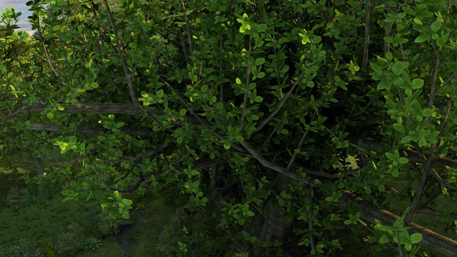 rainforest 3D Model .c4d .max .obj .3ds .fbx .stl .blend 