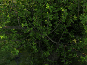 rainforest 3D Model