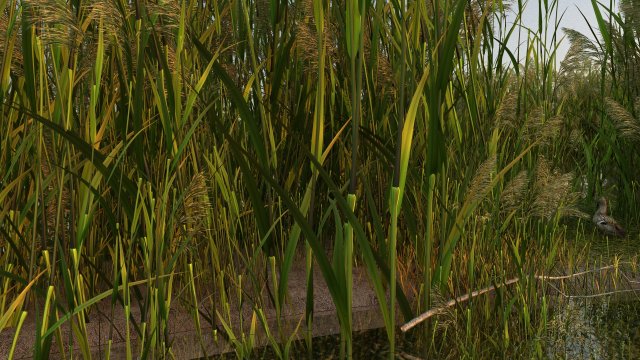 wetlands 3D Модель .c4d .max .obj .3ds .fbx .stl .blend 