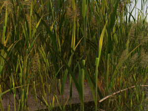 wetlands 3D 模型