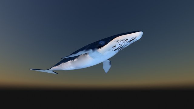 whale 3D 모델 .c4d .max .obj .3ds .fbx .stl .blend 