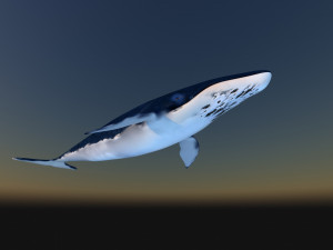 whale 3D Model