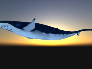 whale 3D 모델