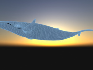 whale 3D 모델