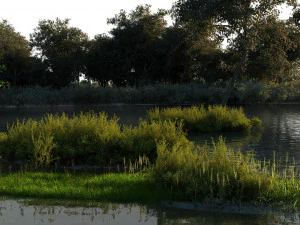 wetlands 3D Model