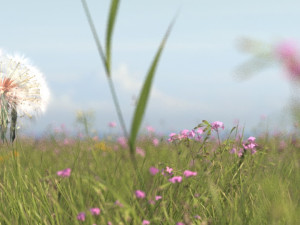 dandelion Modello 3D