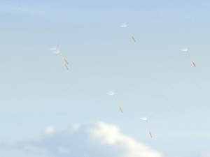 dandelion 3Dモデル