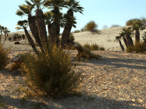 desert lizard 3D Model