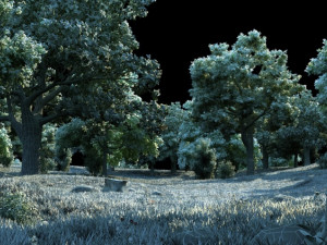forest Model 3D