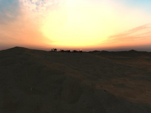 desert camel 3D Model
