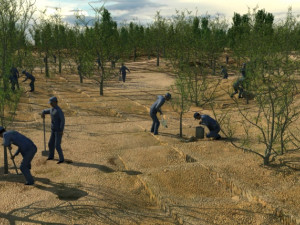 desert tree planting 3D Model