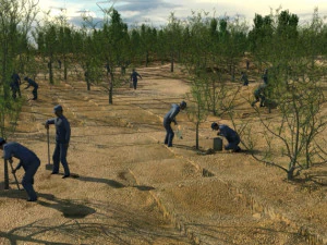 &ccedil;&ouml;lde ağa&ccedil; dikimi 3D Model