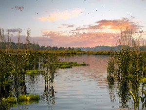 wetlands 3D Model