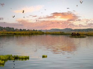 wetlands 3D Model