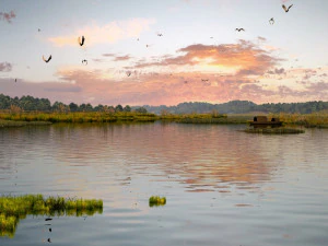 wetlands 3D Model