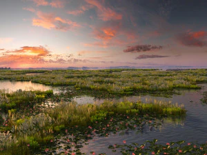 wetlands 3D Model