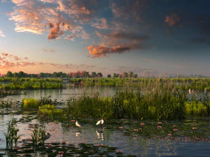 zone umide Modello 3D