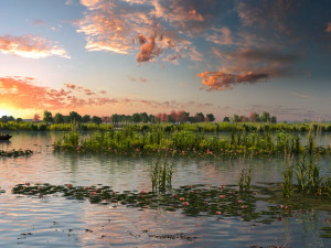 wetlands 3D Model