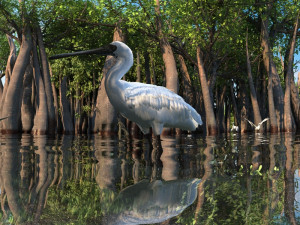 wetlands Modello 3D