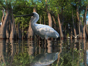 wetlands 3D Model