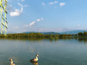 wetlands 3D Model