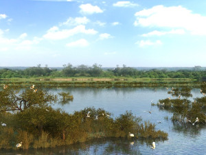 wetlands 3D Model