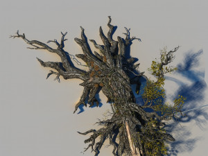 ancient tree 3D मॉडल