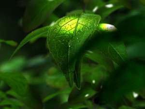 water droplets Modèle 3D
