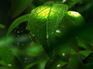 water droplets 3D Model