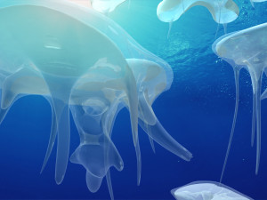 Jellyfish 3D 模型