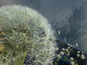 dandelion 3D Модель