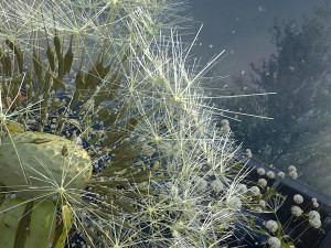 dandelion Modelo 3D