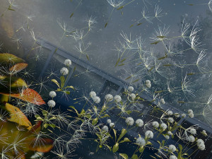 dandelion Modelo 3D