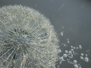 dandelion Modelo 3D