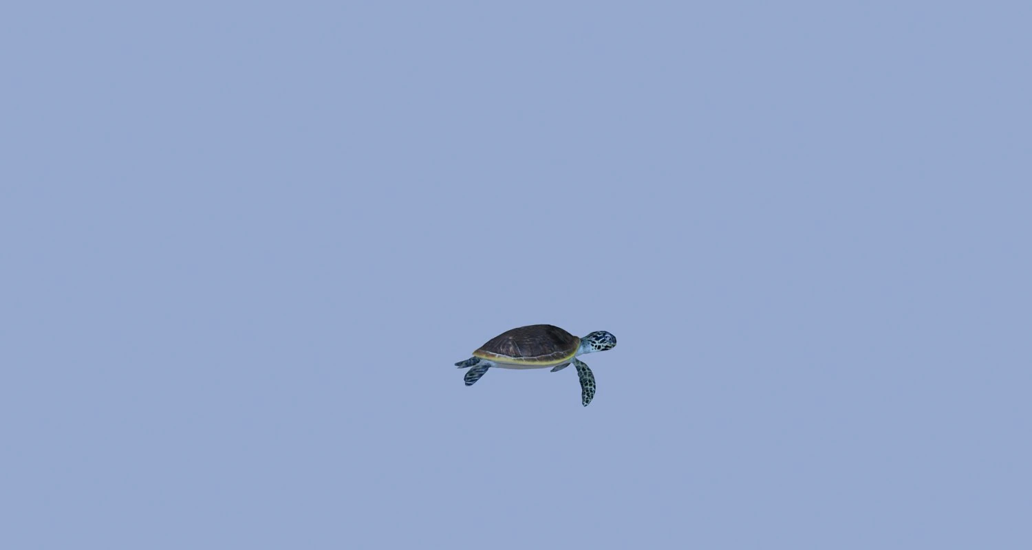 tortoise 3D Model .c4d .max .obj .3ds .fbx .stl .blend